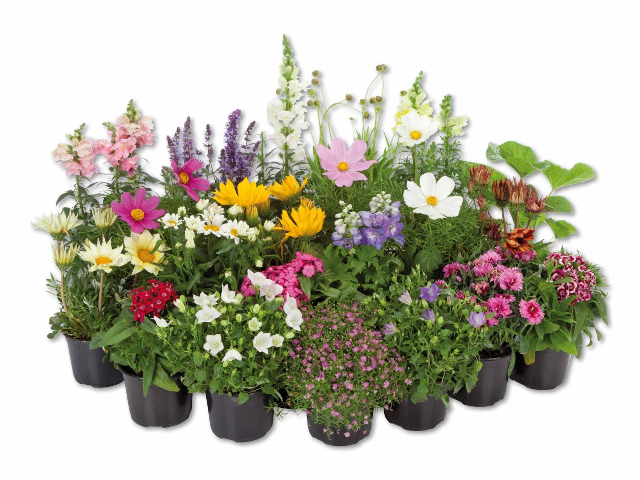 Mélange de plantes vivaces