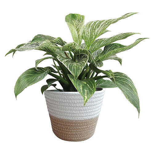 6 " Premium Foliage - Assorted Varieties