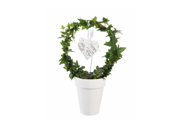Hedera Hanging Planter