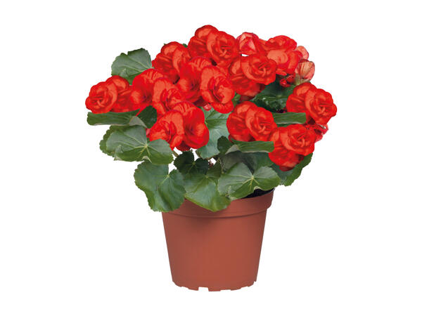 Begonia