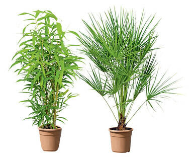 PALME/BAMBOU