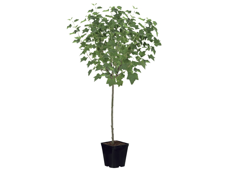 Fruit Bush
