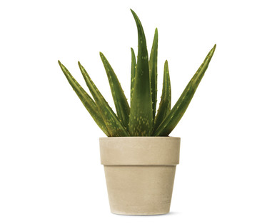 Aloe Vera Plant