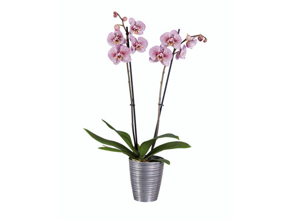 Orchidee Phalaenopsis in Keramiktopf