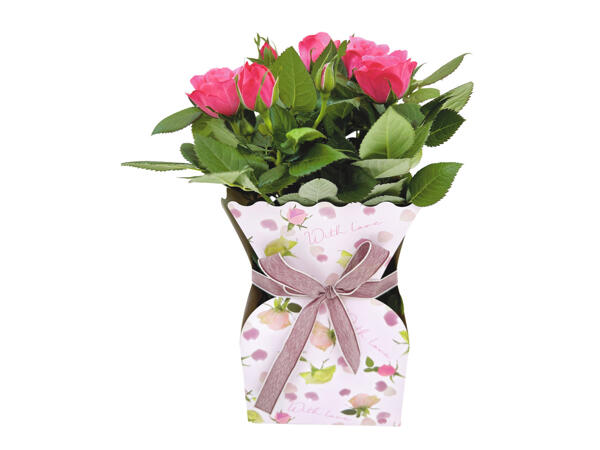 Rose Gift Box