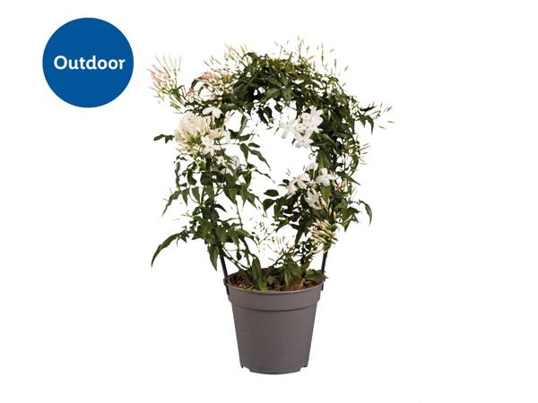 Jasmine and Stephanotis