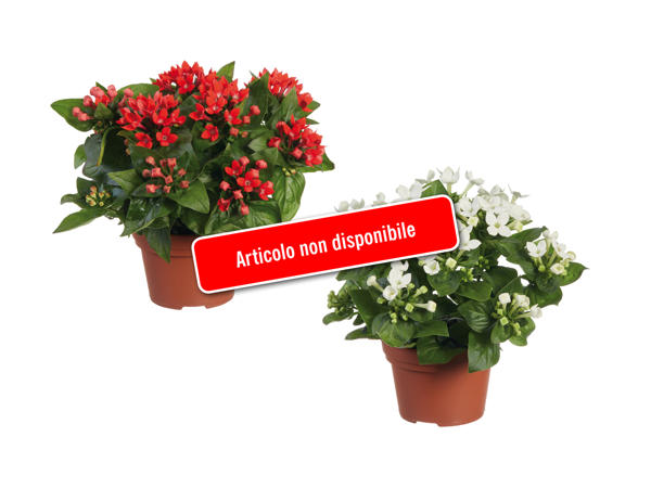 Buvardia di Natale