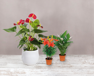 Plante à fleurs