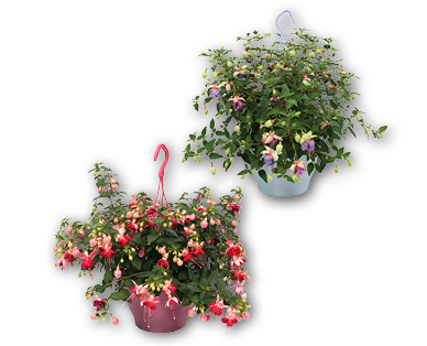 Fuchsien-Ampel