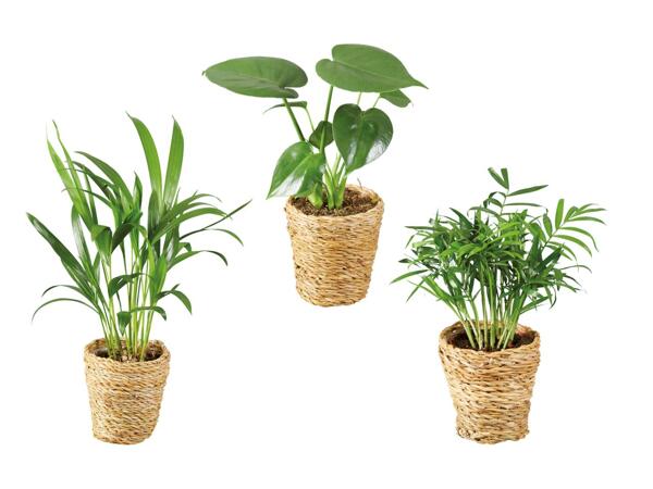 Plantes vertes "Tendance dans une corbeille"