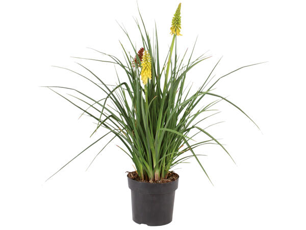 Fackellilie (Kniphofia)