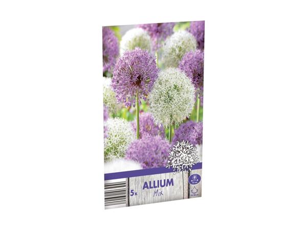 Allium blomsterløg
