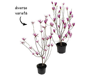 MAGNOLIA