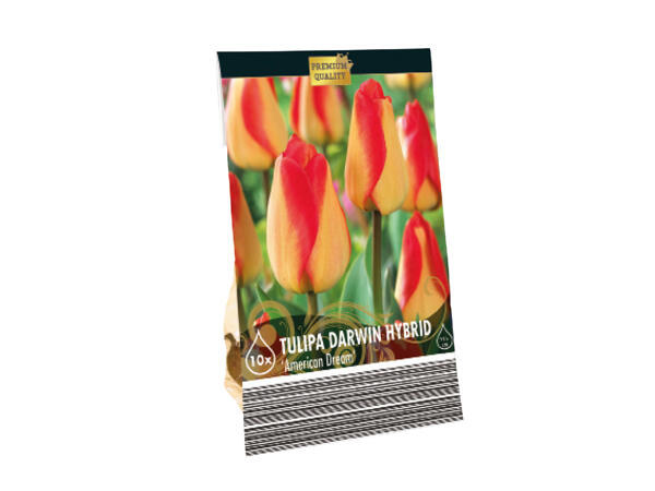 Premium Bulbs