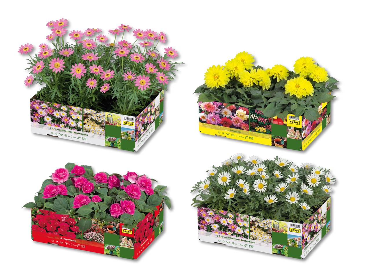 Plantes à massifs (uniquement en Suisse alémanique et au Tessin)