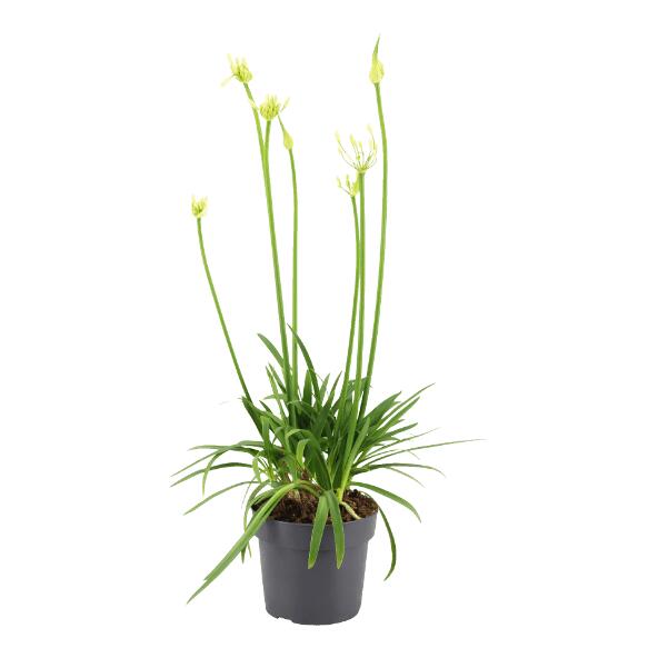GARDENLINE(R) Agapunthus
