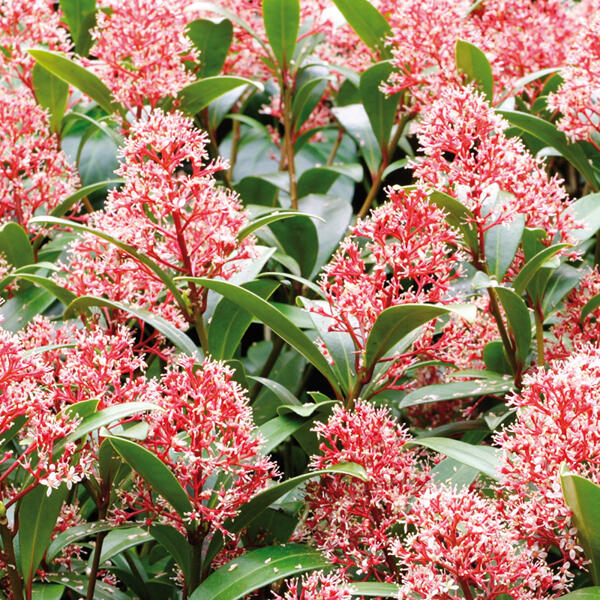 Skimmia japonica / Silberland