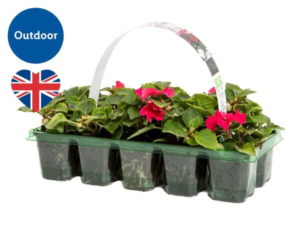 British Bedding Plants
