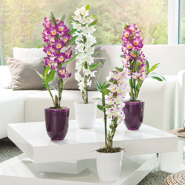 Dendrobium nobile