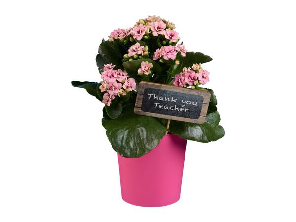 Thank you Teacher Kalanchoe