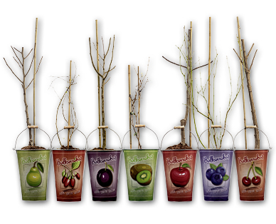 Albero da frutto mini