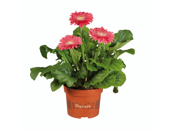 Gerbera