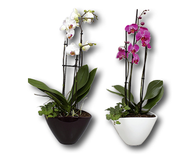 Phalaenopsis 3 panicules