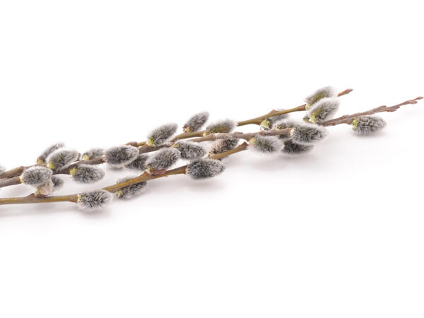 Pussy Willow