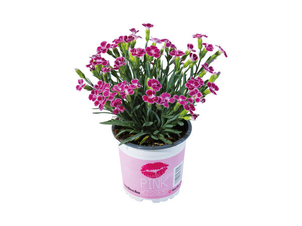Dianthus Pink Kisses