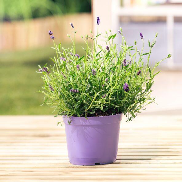 Lavendel