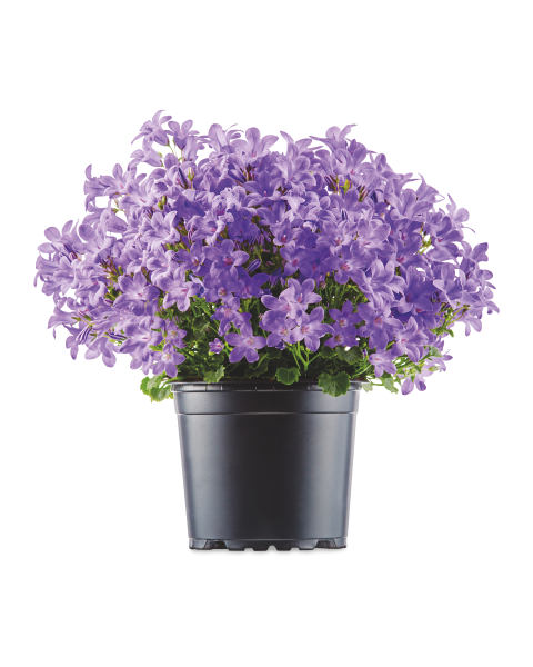 Campanula