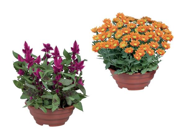 Plante i skål