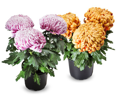 Chrysantheme 3-Baller