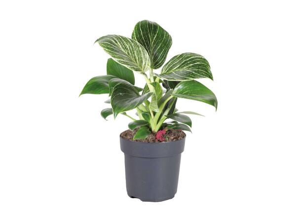 Philodendron "White measure"