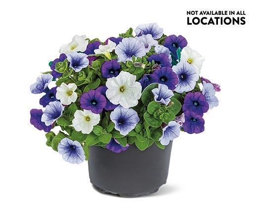 Summer Premium Patio Planter