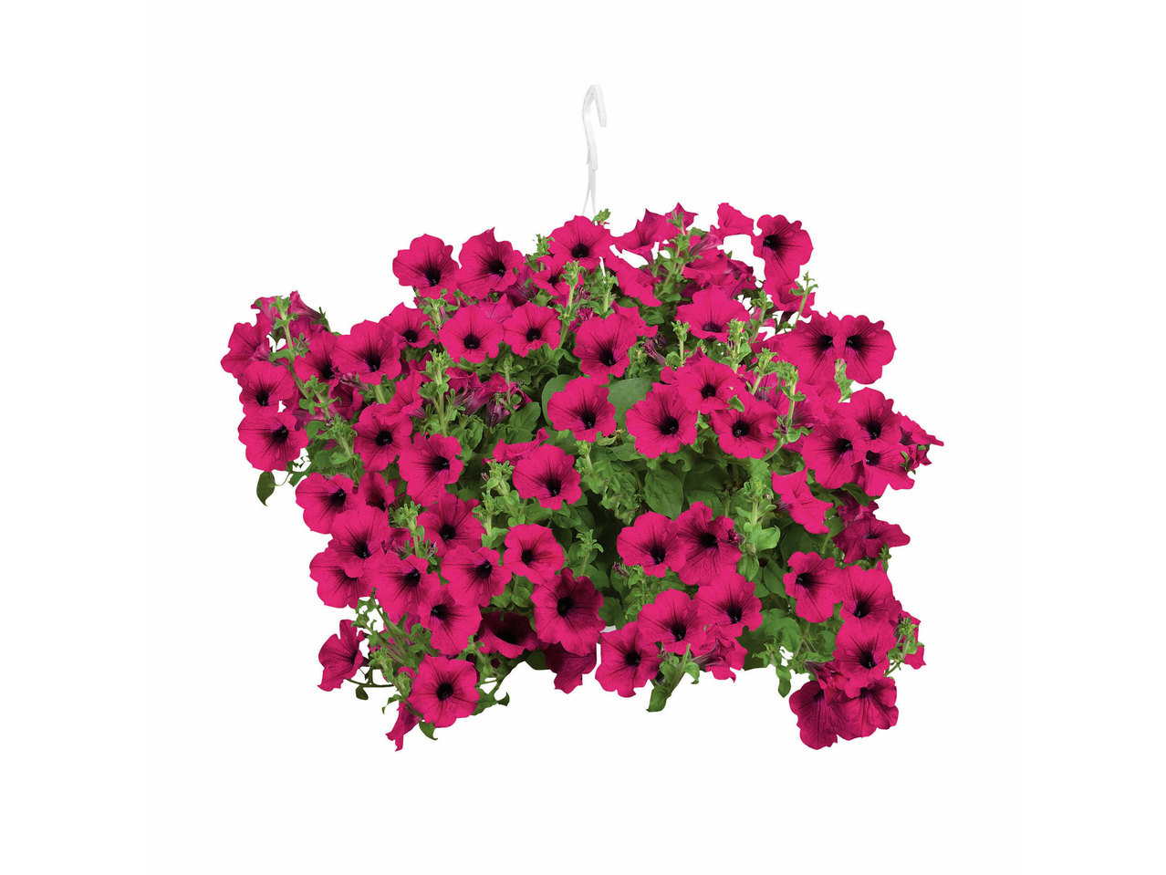 Hangplanten