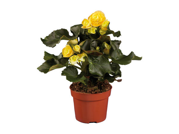 Begonia