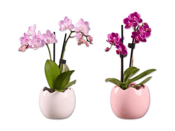Mini Phalaenopsis im Ei