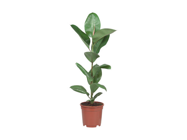 Store grønne planter