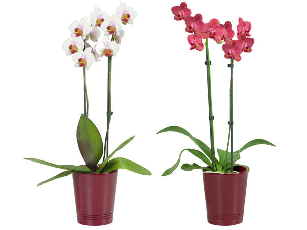 Orchidee 2-Trieber