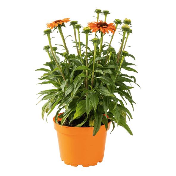 Echinacea