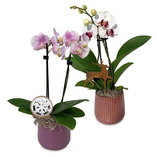 Orchidea in coprivaso