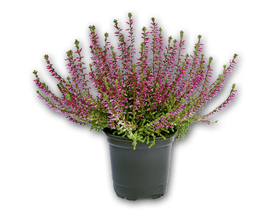 Calluna