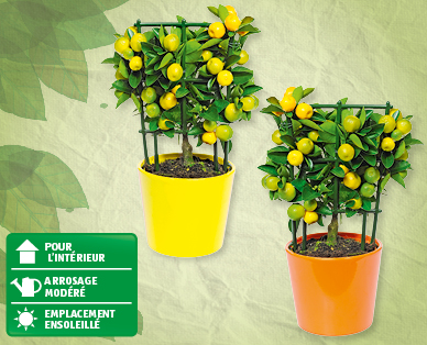 Plantes méditerranéennes