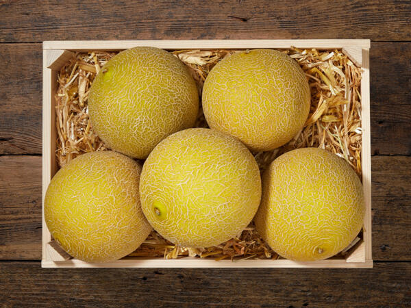 Melone Galia