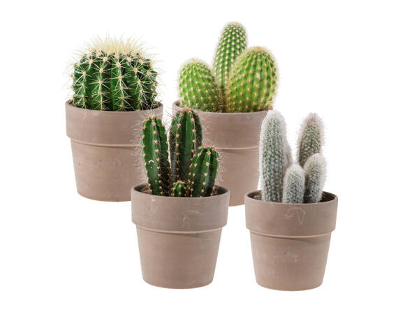 Cactus