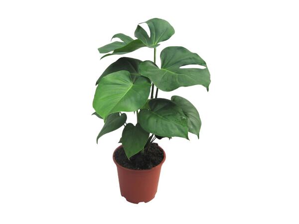 Monstera