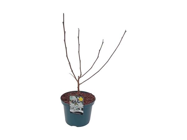 Extra Large Magnolia