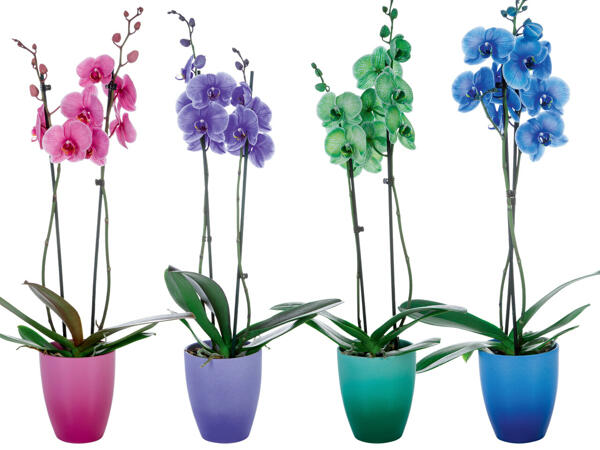 Orchidee Royal in Keramik