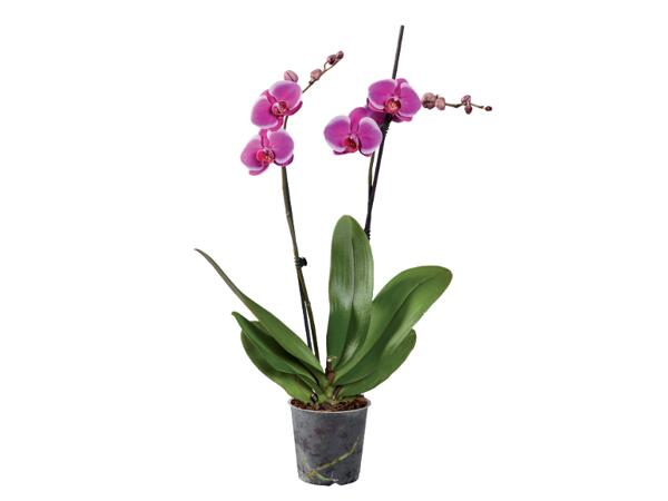 Phalaenopsis 2 Stems
